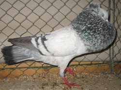  Blauwzilverschimmel