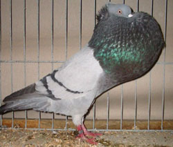  Blauw zwartgeband