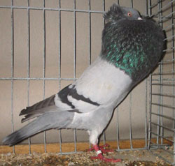  Blauw zwartgeband