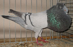  Blauw zwartgeband