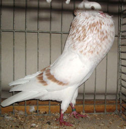  Geelzilverschimmel