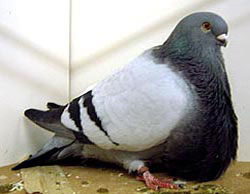  синий