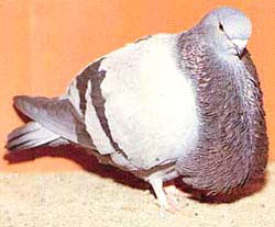  синий
