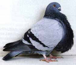  синий