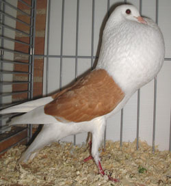  Gelb
