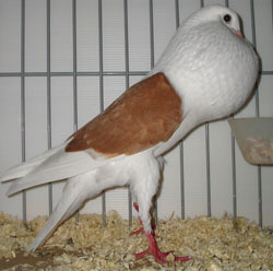  Gelb