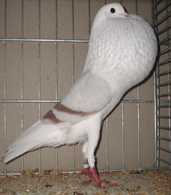  Rotfahl