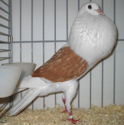  Gelb