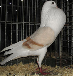  Gelbfahl