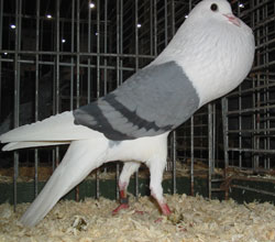  Blau mit schwarzen binden