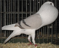  Blaufahl