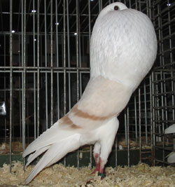  Gelbfahl
