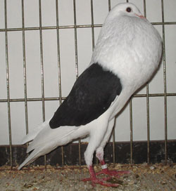  Schwarz