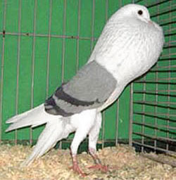  Blau mit schwarzen binden