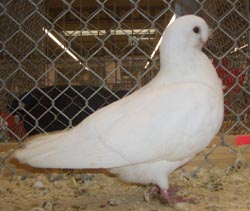 African Owl White African Owl White