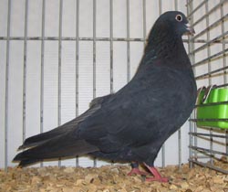 Arabian Trumpeter Black Arabian Trumpeter Black