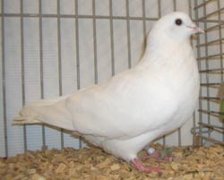 Arabian Trumpeter White Arabian Trumpeter White