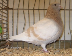 Arabian Trumpeter Ash Yellow Arabian Trumpeter Ash Yellow