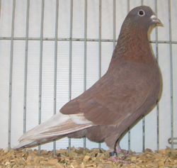 Arabian Trumpeter Self Red Arabian Trumpeter Self Red