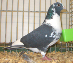 Arabian Trumpeter Black Pied Arabian Trumpeter Black Pied