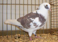 Arabian Trumpeter Red Pied Arabian Trumpeter Red Pied