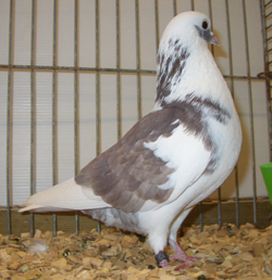 Arabian Trumpeter Red Pied Arabian Trumpeter Red Pied