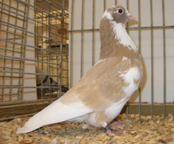 Arabian Trumpeter Yellow Pied Arabian Trumpeter Yellow Pied