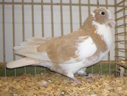 Arabian Trumpeter Yellow Pied Arabian Trumpeter Yellow Pied