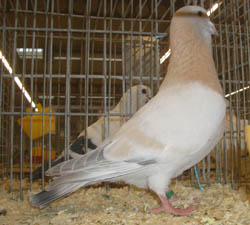Basra Dewlap