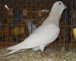Basra Dewlap