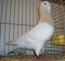 Basra Dewlap
