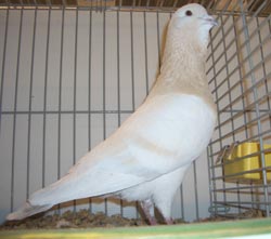 Basra Dewlap