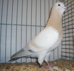 Basra Dewlap