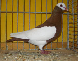 Bernhardiner Magpie Red Bernhardiner Magpie Red