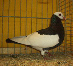Bernhardiner Magpie Black Bernhardiner Magpie Black