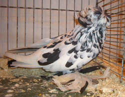 Bokhara Trumpeter Black Mottled Bokhara Trumpeter Black Mottled