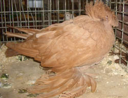 Bokhara Trumpeter Yellow Bokhara Trumpeter Yellow