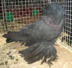Bokhara Trumpeter Black Bokhara Trumpeter Black