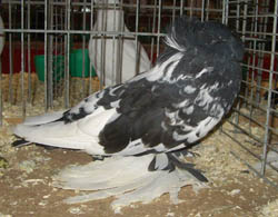 Bokhara Trumpeter Black Mottled Bokhara Trumpeter Black Mottled