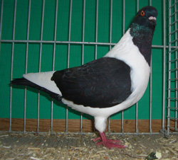 Bohemian Pigeon Black Bohemian Pigeon Black