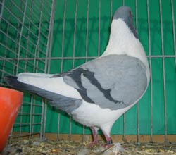 Bohemian Pigeon Blue with Black Bars Bohemian Pigeon Blue with Black Bars