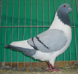 Bohemian Pigeon Blue with Black Bars Bohemian Pigeon Blue with Black Bars