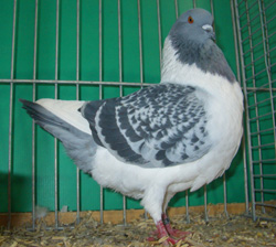 Bohemian Pigeon Checked Blue Bohemian Pigeon Checked Blue
