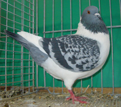 Bohemian Pigeon Checked Blue Bohemian Pigeon Checked Blue