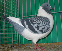 Bohemian Pigeon Checked Blue Bohemian Pigeon Checked Blue