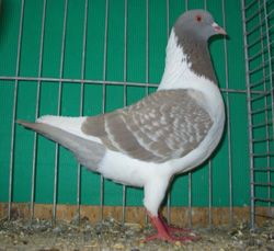 Bohemian Pigeon Ash Blue Checked Bohemian Pigeon Ash Blue Checked