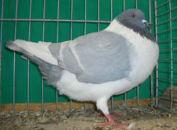 Bohemian Pigeon Blue with White Bars Bohemian Pigeon Blue with White Bars