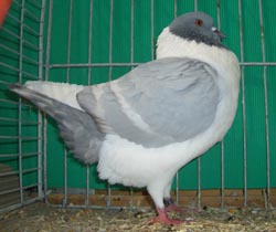 Bohemian Pigeon Blue with White Bars Bohemian Pigeon Blue with White Bars