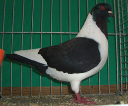 Bohemian Pigeon Black Bohemian Pigeon Black