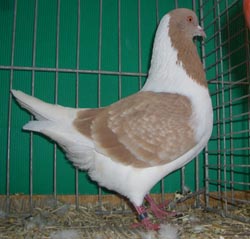 Bohemian Pigeon Ash Yellow Checked Bohemian Pigeon Ash Yellow Checked